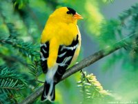 Wallpaper_Pasari_cinteza_aurie_americana.jpg