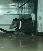 20180907_231618-1-1.jpg