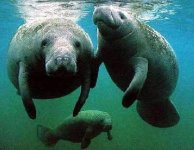 family-of-manatee.jpg