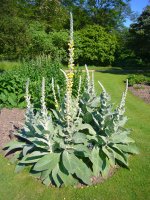 Mullein%202.jpg