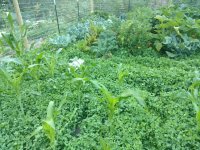 gardencover.jpg