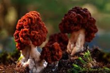 gyromitra.jpg