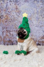 xmasPUG.jpg