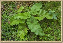 Burdock.jpg
