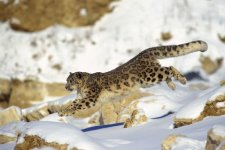 ard_running_through_snow_with_rocks_behind_1291341.jpg