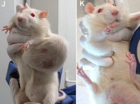 Monsanto-GM-corn-caused-tumors-in-rats.jpg