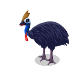 150_cassowary.gif