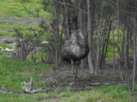 EMU.png