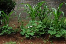 three-sisters-garden-400x266.jpg