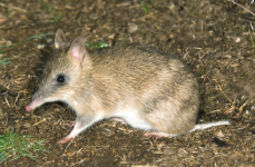 bandicoot.png