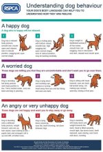 Dog-Behavior-1-1.jpg
