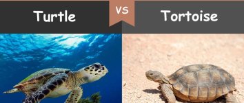 turtle.jpg