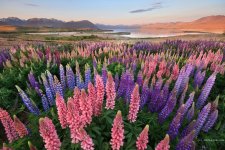 lupins-tekapo.jpg