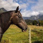 horse-fox-glacier-493x493.jpg