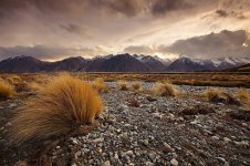 wild-tekapo.jpg