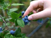blueberries-6f5092da49bba86a7966ec0b6828486434f3745a-s800-c85.jpg