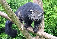 220px-Binturong_in_Overloon.jpg