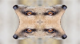 mongoose.jpg