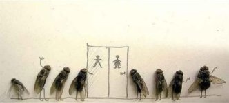 dead_fly_2.jpg