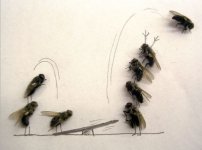 dead_fly_3.jpg