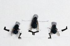 dead_fly.jpg