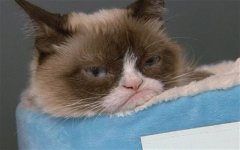 Grumpy_Cat_3000663b.jpg