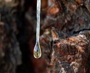 tree-sap1.jpg