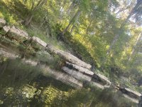 IMG_2309.JPEG