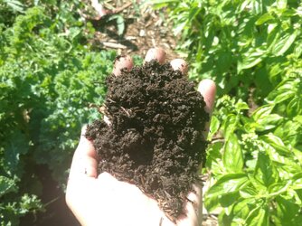 soil2.jpg