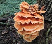 Chicken of the woods 2.jpg