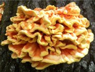 Chicken of the woods.jpg