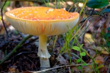 scaria-var.-Guessowii-Foraging-Preparation-Guide-7.jpg