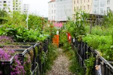Garden.jpg Garden.jpg
