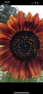 IMG_0801.png