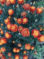 IMG_0576.jpeg