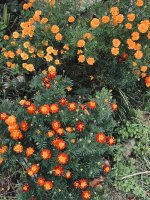 IMG_0505.jpeg