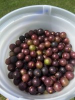 IMG_0144.jpeg