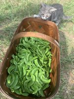 IMG_4356.jpeg