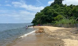 dog-beach.jpg