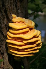 Laetiporus_sulphureus_big.jpg