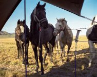 the-members-of-coyote-camp-travel-either-by-horseback-or-covered-wagon.jpg