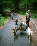 mpany-they-often-meet-up-with-coyote-camp-during-harvest-season-to-share-the-work-and-the-bounty.jpg