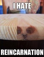 Reincarnation+sucks_e9f4e1_4955549.jpg