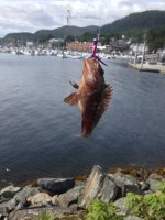 alaskarockfish.jpg