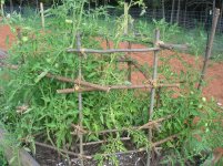 homemade-tomato-cage-Medium.jpg