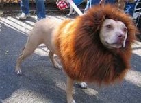 lionpuff.jpg