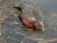 640px-Muskrat_swimming_Ottawa.jpg