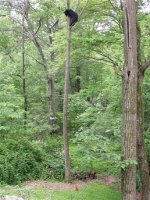 capt.d429145a753041439aad741f7aa5fe6a.aptopix_cat_scares_bear_wxs102.jpe