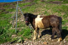 sacromonte-gypsy-pony-1200x1200.jpg