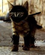 Ninjacat.jpg